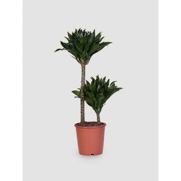 Dracena 'Compacta' | Duża