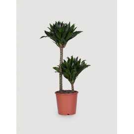 Dracena 'Compacta' | Duża