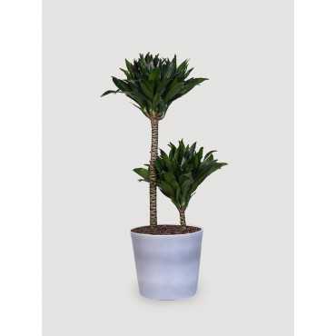 Dracena 'Compacta' | Duża