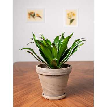 Dracena 'Compacta' | Duża