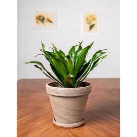 Dracena 'Compacta' | Duża