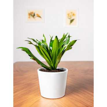 Dracena 'Compacta' | Duża