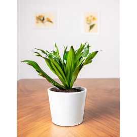 Dracena 'Compacta' | Duża