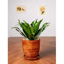 Dracena 'Compacta' | Duża