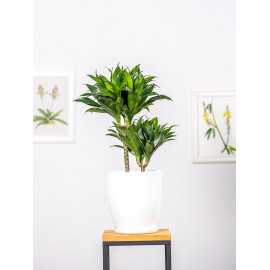 Dracena 'Compacta' | Duża