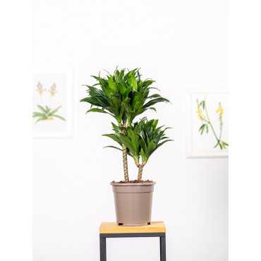 Dracena 'Compacta' | Duża