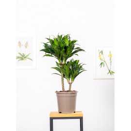Dracena 'Compacta' | Duża