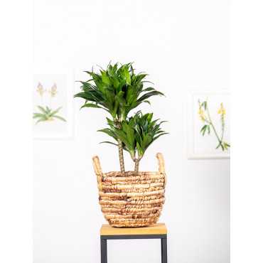 Dracena 'Compacta' | Duża