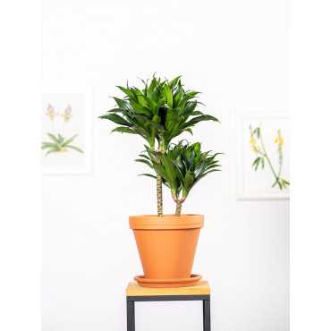 Dracena 'Compacta' | Duża