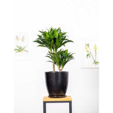 Dracena 'Compacta' | Duża