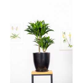 Dracena 'Compacta' | Duża