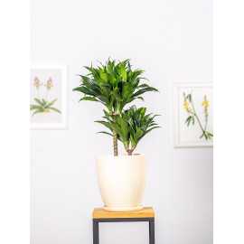 Dracena 'Compacta' | Duża