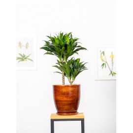 Dracena 'Compacta' | Duża
