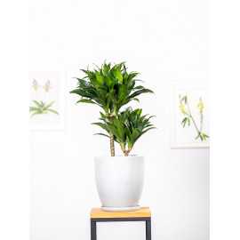 Dracena 'Compacta' | Duża