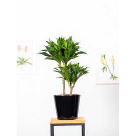 Dracena 'Compacta' | Duża