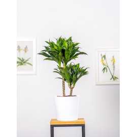 Dracena 'Compacta' | Duża