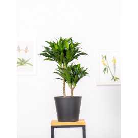 Dracena 'Compacta' | Duża