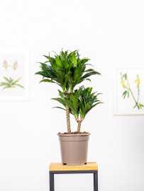 Dracena 'Compacta' | Duża