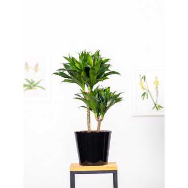 Dracena 'Compacta' | Duża