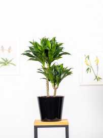 Dracena 'Compacta' | Duża