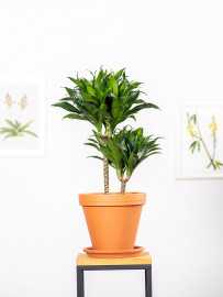 Dracena 'Compacta' | Duża