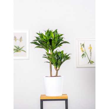 Dracena 'Compacta' | Duża