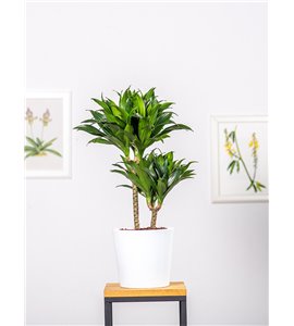 Dracena 'Compacta' | Duża