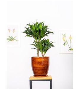 Dracena 'Compacta' | Duża