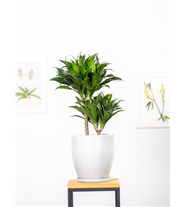 Dracena 'Compacta' | Duża