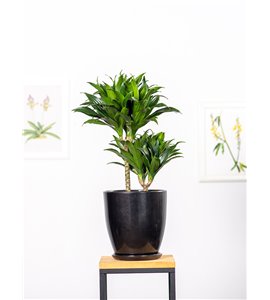 Dracena 'Compacta' | Duża