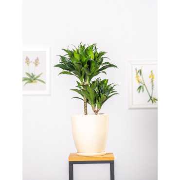 Dracena 'Compacta' | Duża
