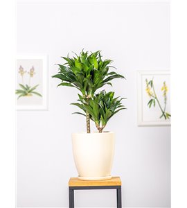 Dracena 'Compacta' | Duża
