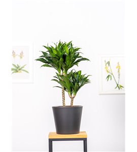 Dracena 'Compacta' | Duża
