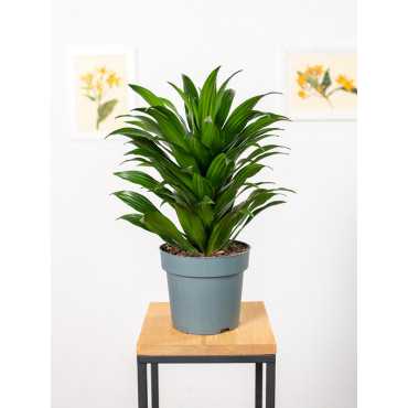 Dracena 'Compacta' | Duża