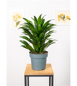 Dracena 'Compacta' | Duża