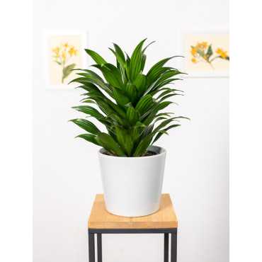 Dracena 'Compacta' | Duża