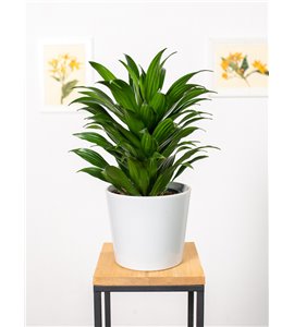 Dracena 'Compacta' | Duża