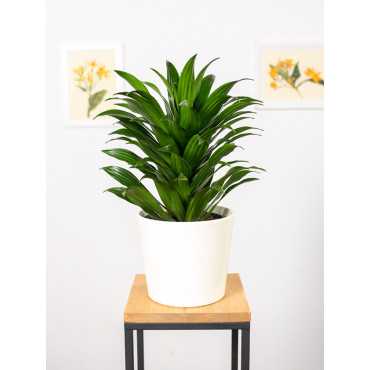 Dracena 'Compacta' | Duża