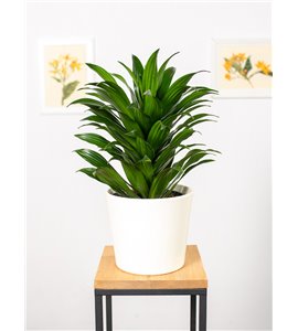 Dracena 'Compacta' | Duża