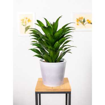 Dracena 'Compacta' | Duża