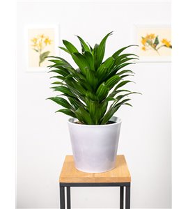 Dracena 'Compacta' | Duża
