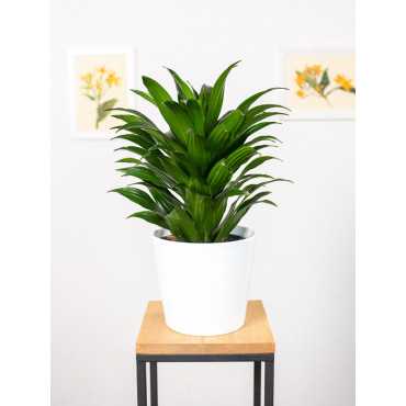 Dracena 'Compacta' | Duża