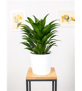 Dracena 'Compacta' | Duża