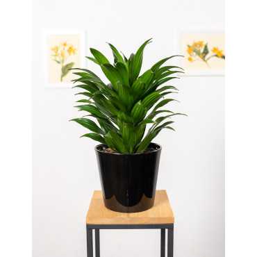 Dracena 'Compacta' | Duża