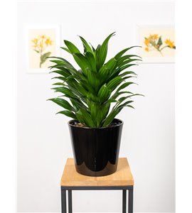 Dracena 'Compacta' | Duża