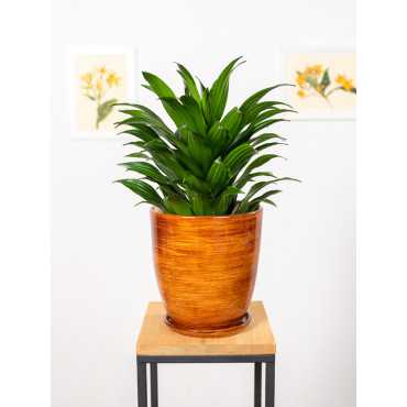 Dracena 'Compacta' | Duża