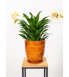 Dracena 'Compacta' | Duża