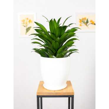 Dracena 'Compacta' | Duża