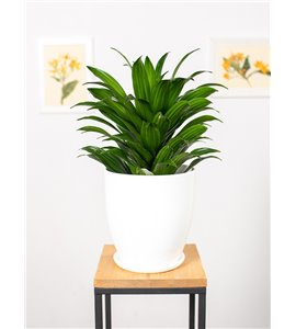 Dracena 'Compacta' | Duża