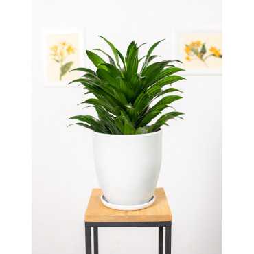 Dracena 'Compacta' | Duża
